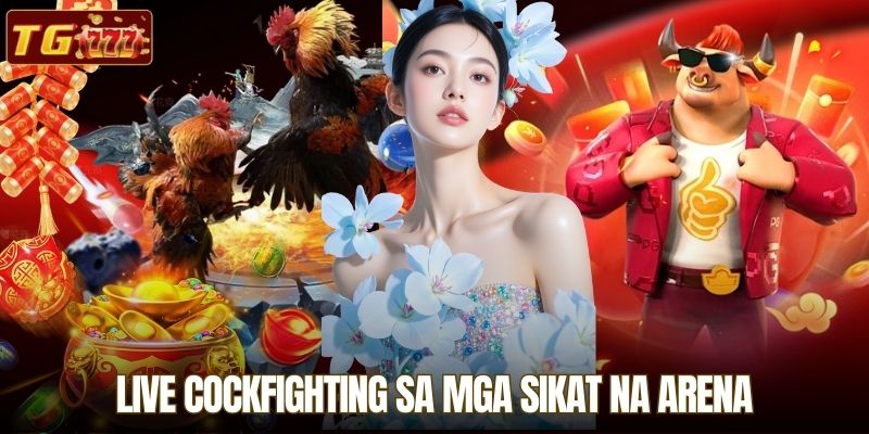 Live Cockfighting sa mga Sikat na Arena
