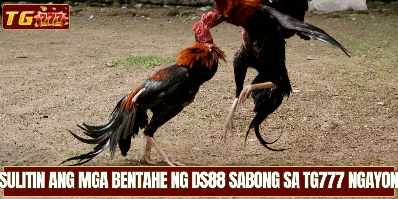 Sulitin ang mga bentahe ng DS88 Sabong sa TG777 ngayon