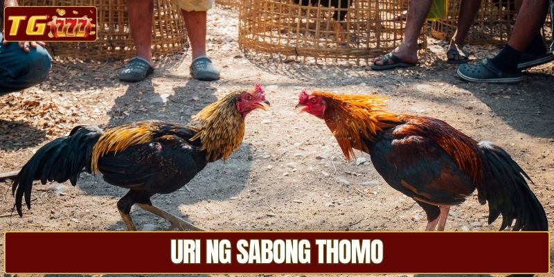 Uri ng sabong Thomo